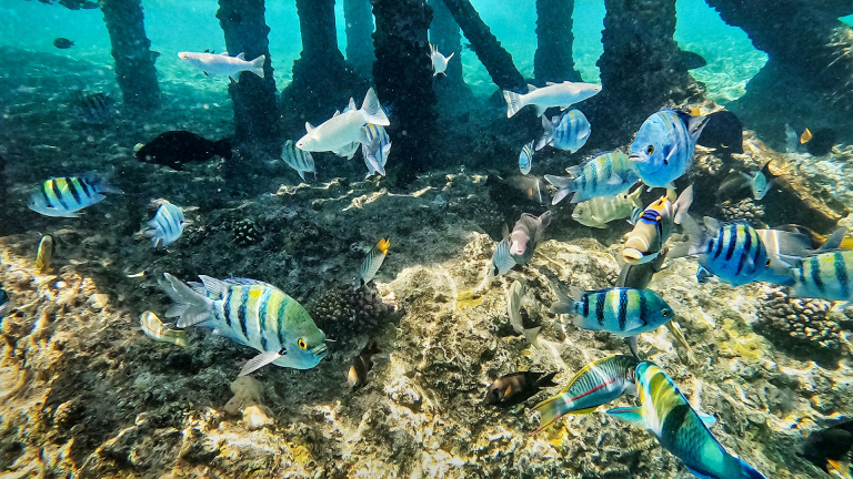 Club Reef Hotel - Miniature 7